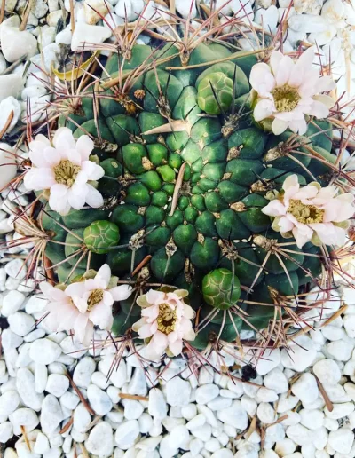 bed and breakfast castelluzzo san vito lo capo cactus succulenta sicilia 10