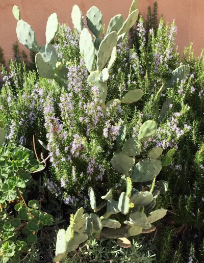 cactus succulente san vito lo capo bed and breakfast fiore di zagara