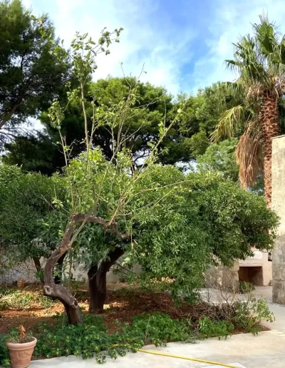 giardino fiore di zagara casa limone
